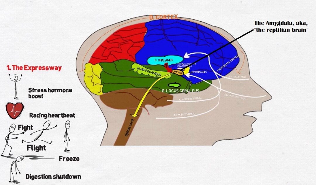The Effects of Stress on Our Brain and Body